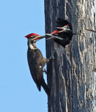 Pileated Woodpecker - Dryocopus pileatus (male feeding young)
