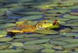 American Bullfrog - Lithobates catesbeianus