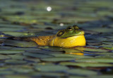 American Bullfrog - Lithobates catesbeianus