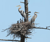 Great Blue Heron - Ardea herodias