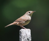 House Wren - Troglodytes aedon