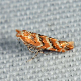 0815 - Gregarious Oak Leafminer - Cameraria cincinnatiella