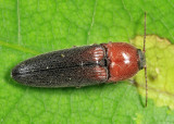 Melanotus leonardi