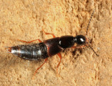 Philonthus rufulus (dark female)