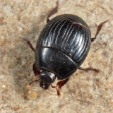 Atholus sedecimstriatus