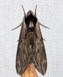 7810.1 - Northern Apple Sphinx - Sphinx poecila