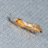 0752 - Phyllonorycter fitchella