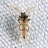 Corethrella brakeleyi (male)