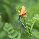 Eastern Forktail - Ischnura verticalis (feeding on a Virbia sp. moth)