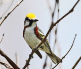 Chestnut-sided Warbler - Setophaga pensylvanica