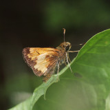 Hobomok Skipper - Poanes hobomok