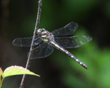 Delta-spotted Spiketail - Cordulegaster diastatops