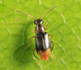 Hypebaeus oblitus (male)