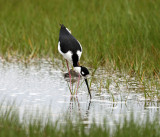 Black-necked Stilt - Himantopus mexicanus