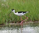 Black-necked Stilt - Himantopus mexicanus