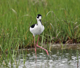 Black-necked Stilt - Himantopus mexicanus