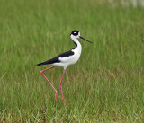 Black-necked Stilt - Himantopus mexicanus