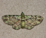 7625 - Green Pug - Pasiphila rectangulata