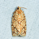 3623 - Oak Leafroller - Argyrotaenia quercifoliana