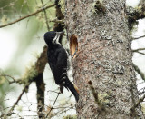 Black-backed Woodpecker - Picoides arcticus (maleat nest hole)
