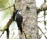 Black-backed Woodpecker - Picoides arcticus (male)