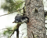 Black-backed Woodpecker - Picoides arcticus (female removing chicks droppings from nest)