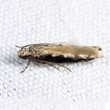 1809 - Coleotechnites Flower Moth - Coleotechnites florae