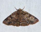 8704 - Brown-spotted Zale - Zale helata