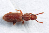 Sawtoothed Grain Beetle - Oryzaephilus surinamensis