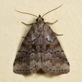 9038 - White-lined Graylet - Hyperstrotia villificans