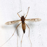 North American Malaria Mosquito - Anopheles quadrimaculatus