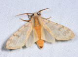 8203 - Banded Tussock Moth - Halysidota tessellaris