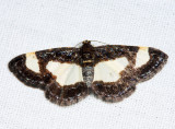 6261 - Common Spring Moth - Heliomata cycladata