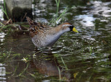 Sora - Porzana carolina