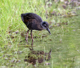 Virginia Rail - Rallus limicola (young chick)