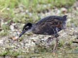Virginia Rail - Rallus limicola (young chick)