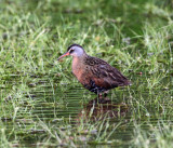 Virginia Rail - Rallus limicola