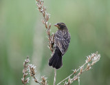 Red-winged Blackbird - Agelaius phoeniceus (female)