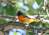 Baltimore Oriole - Icterus galbula 