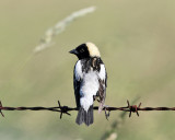 Bobolink - Dolichonyx oryzivorus