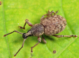 Raspberry Weevil - Otiorhynchus singularis