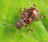 Ten-spotted Leaf Beetle - Xanthonia decemnotata