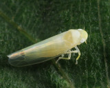 Leafhoppers genus Zonocyba 