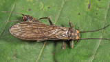 Acroneuria carolinensis