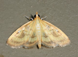 4945 - Pale-winged Crocidophora - Crocidophora tuberculalis