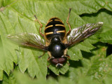 Sericomyia chalcopyga