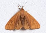 8118 - Tawny Virbia - Virbia opella