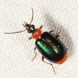 Green-winged Lebia - Lebia viridipennis