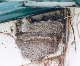 Barn Swallow - Hirundo rustica (chicks in nest)