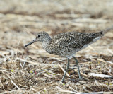 Willet - Tringa semipalmata